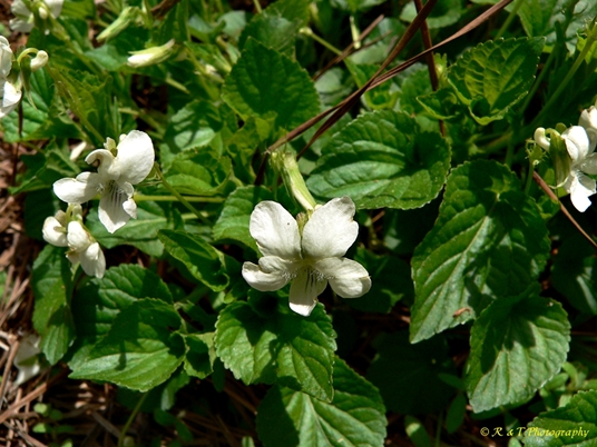 {Viola striata}